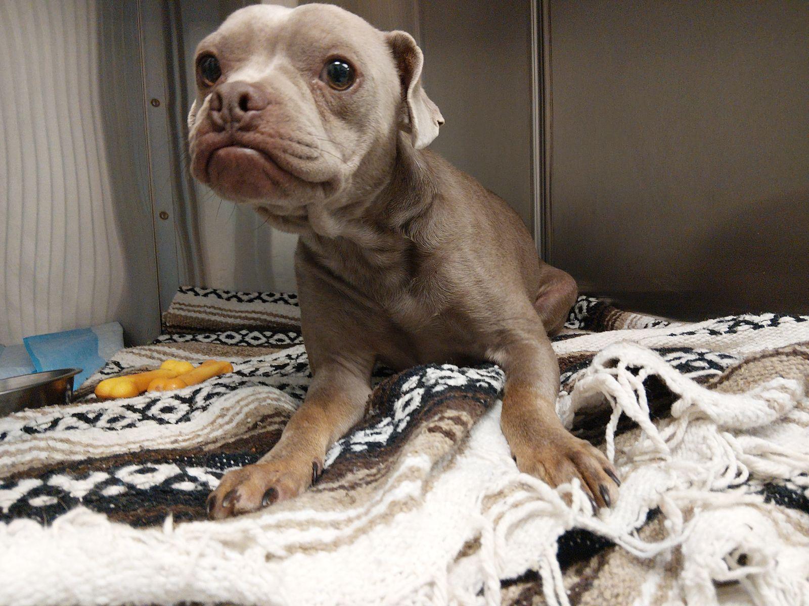 Oden, Adoptable, Young Male Pug & Pit Bull Terrier.