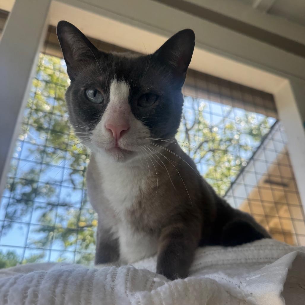 Big T, Adoptable, Adult Male Siamese & Domestic Short Hair.