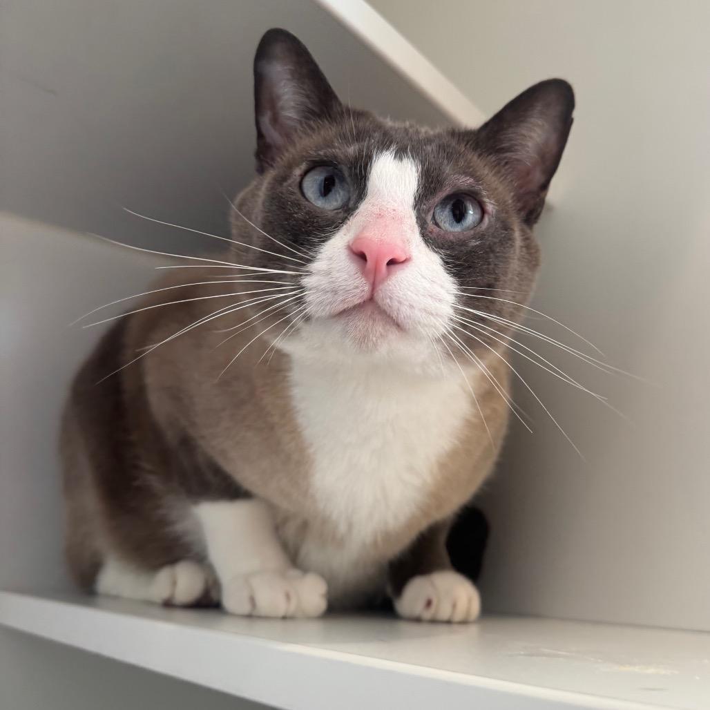 Tiger Lily, Adoptable, Adult Male Siamese & Domestic Short Hair.