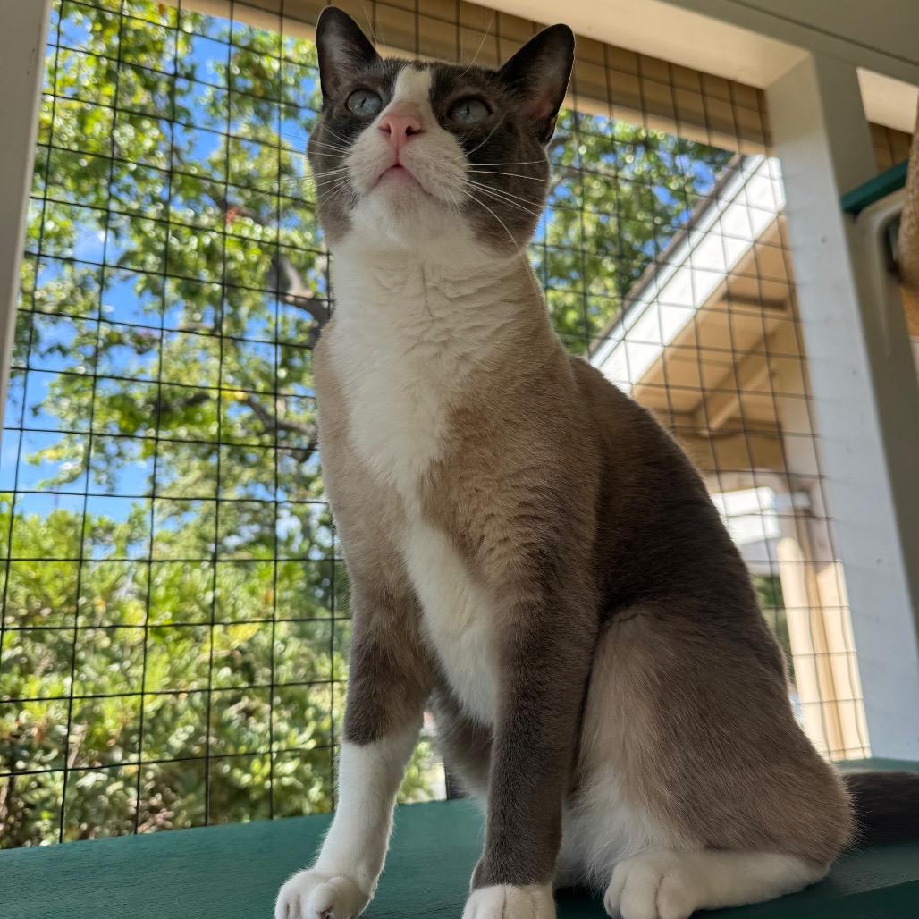 Enlarge Big T, a Adoptable mixed breed in Buellton, CA image 2/6