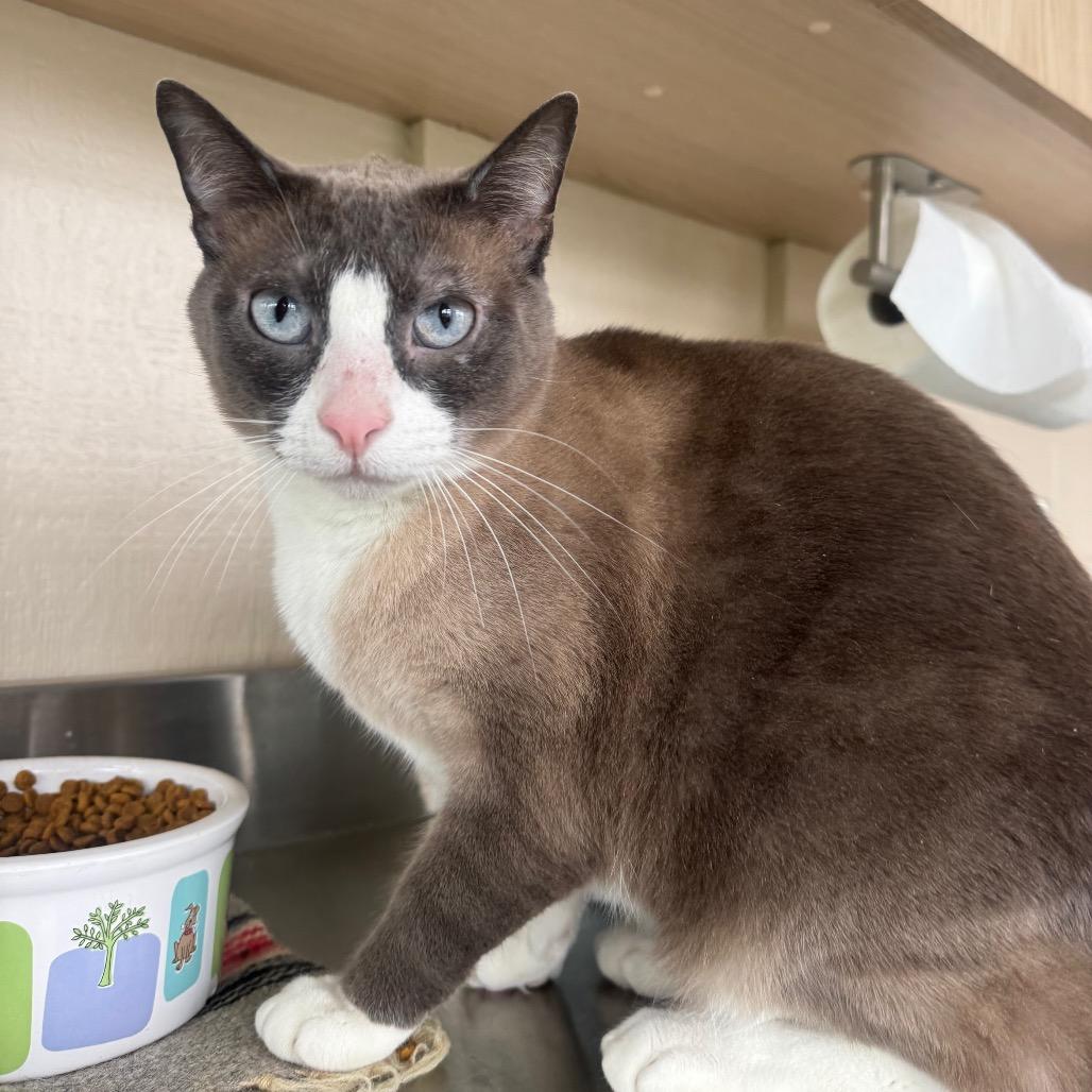 Enlarge Big T, a Adoptable mixed breed in Buellton, CA image 4/6