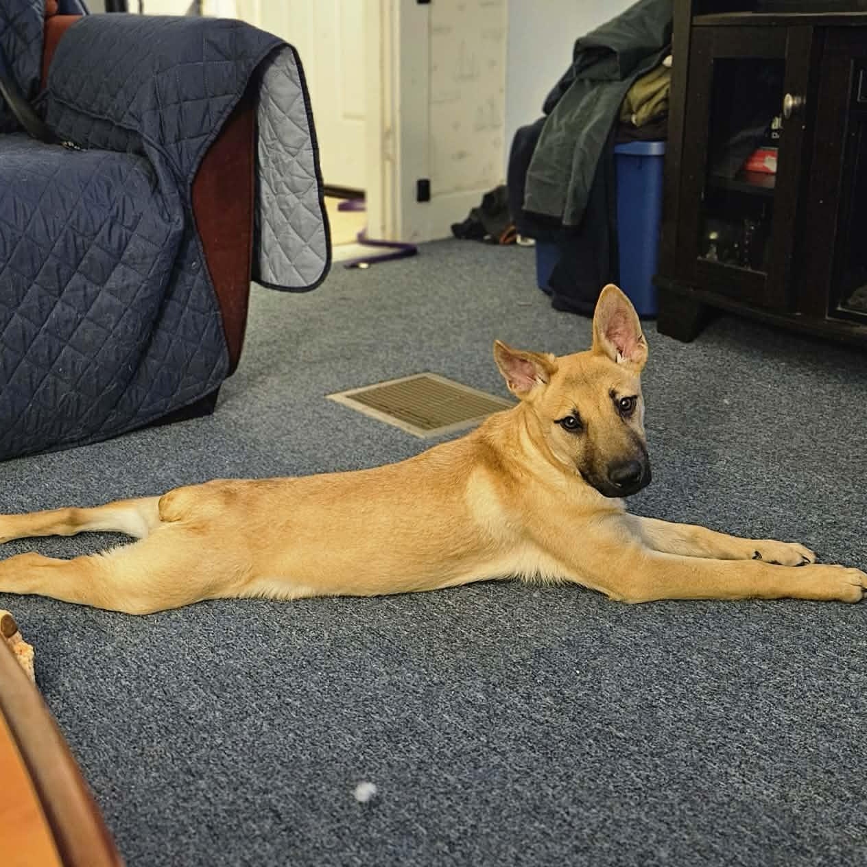 Chocolate, ADOPTABLE, Young Male Shepherd.