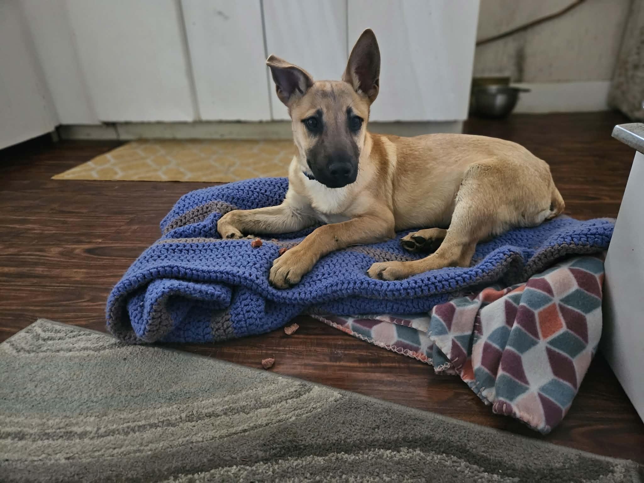 Enlarge Chocolate, a ADOPTABLE mixed breed in Woolwich, ME image 4/6