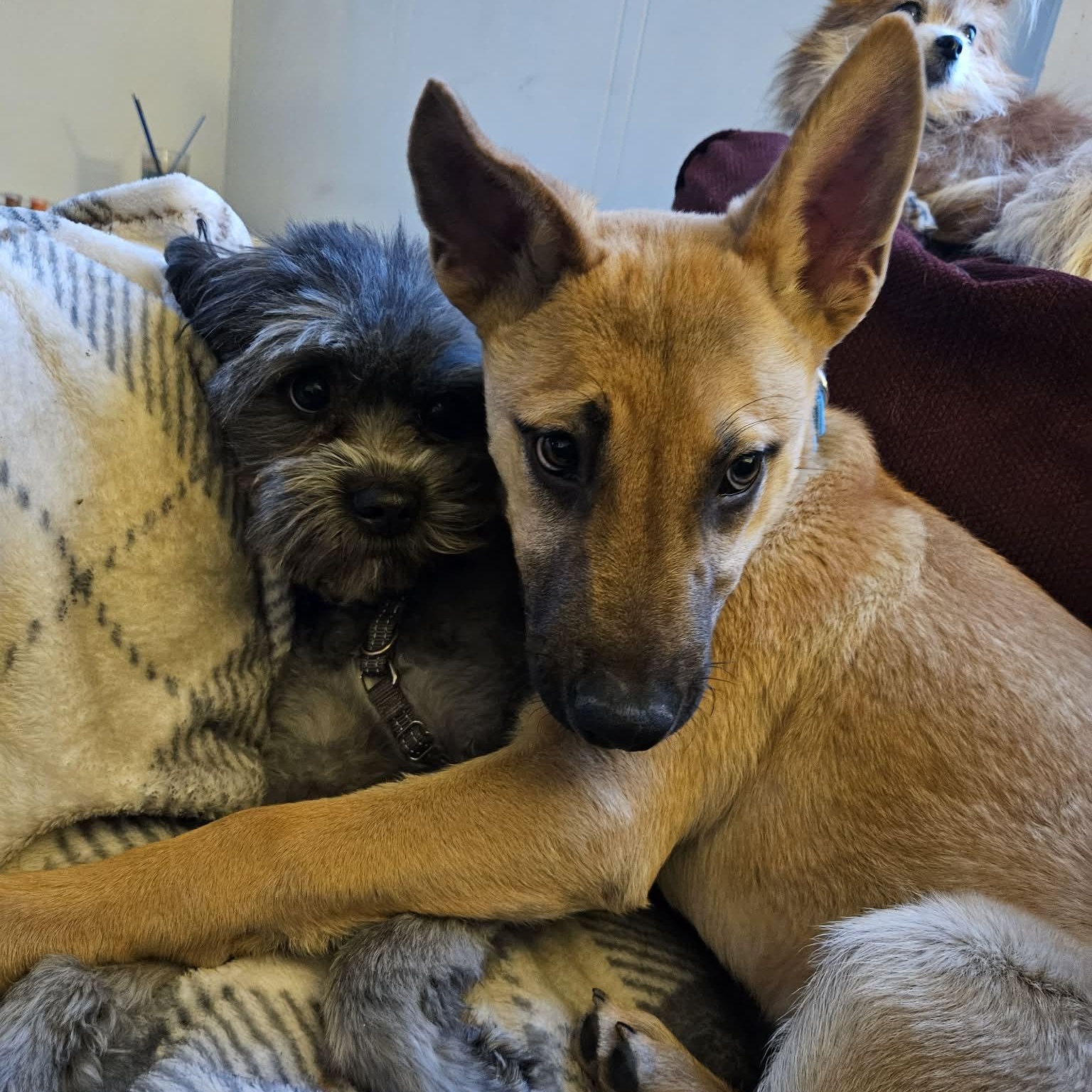 Enlarge Chocolate, a ADOPTABLE mixed breed in Woolwich, ME image 2/6