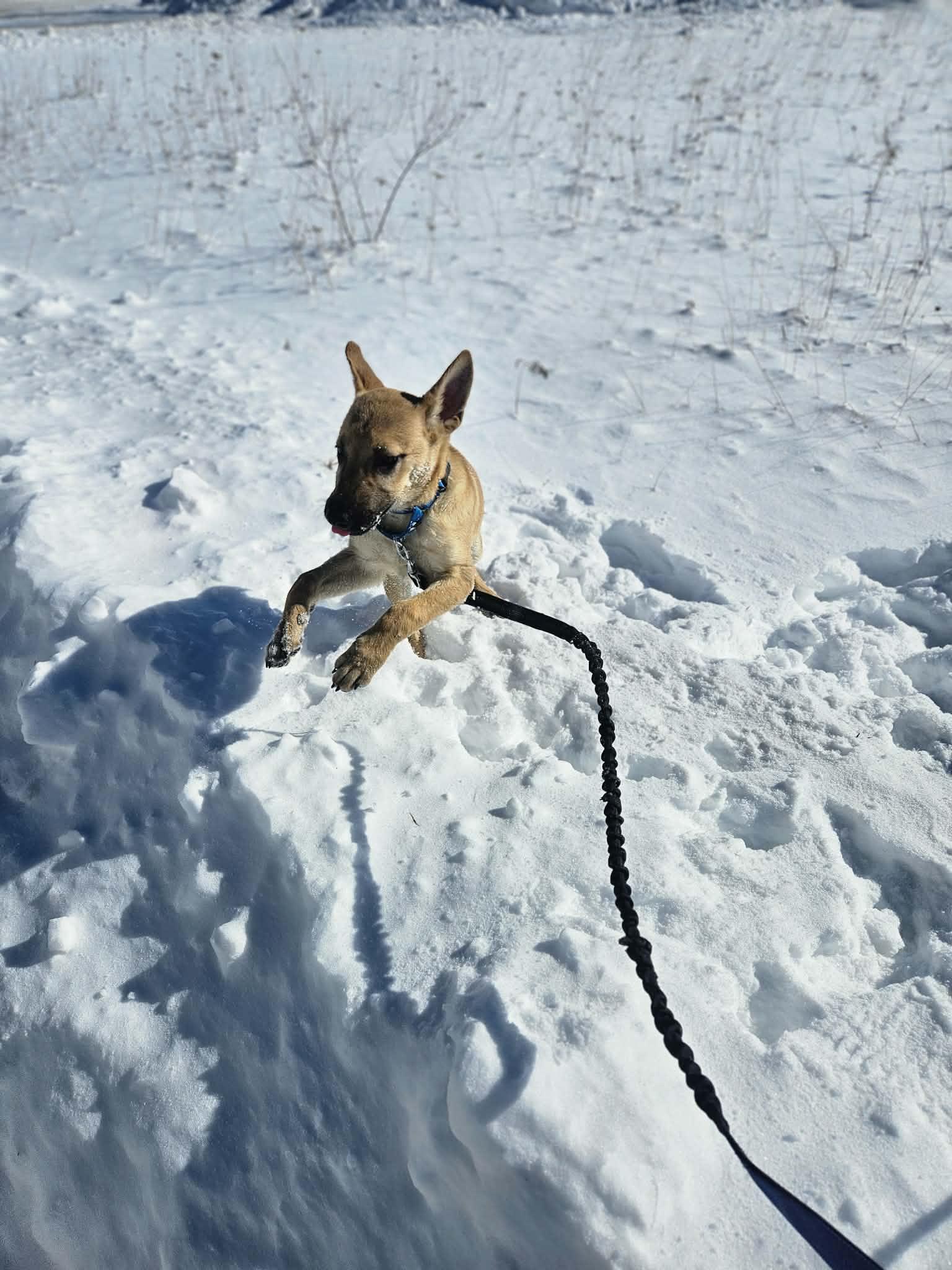 Enlarge Chocolate, a ADOPTABLE mixed breed in Woolwich, ME image 5/6