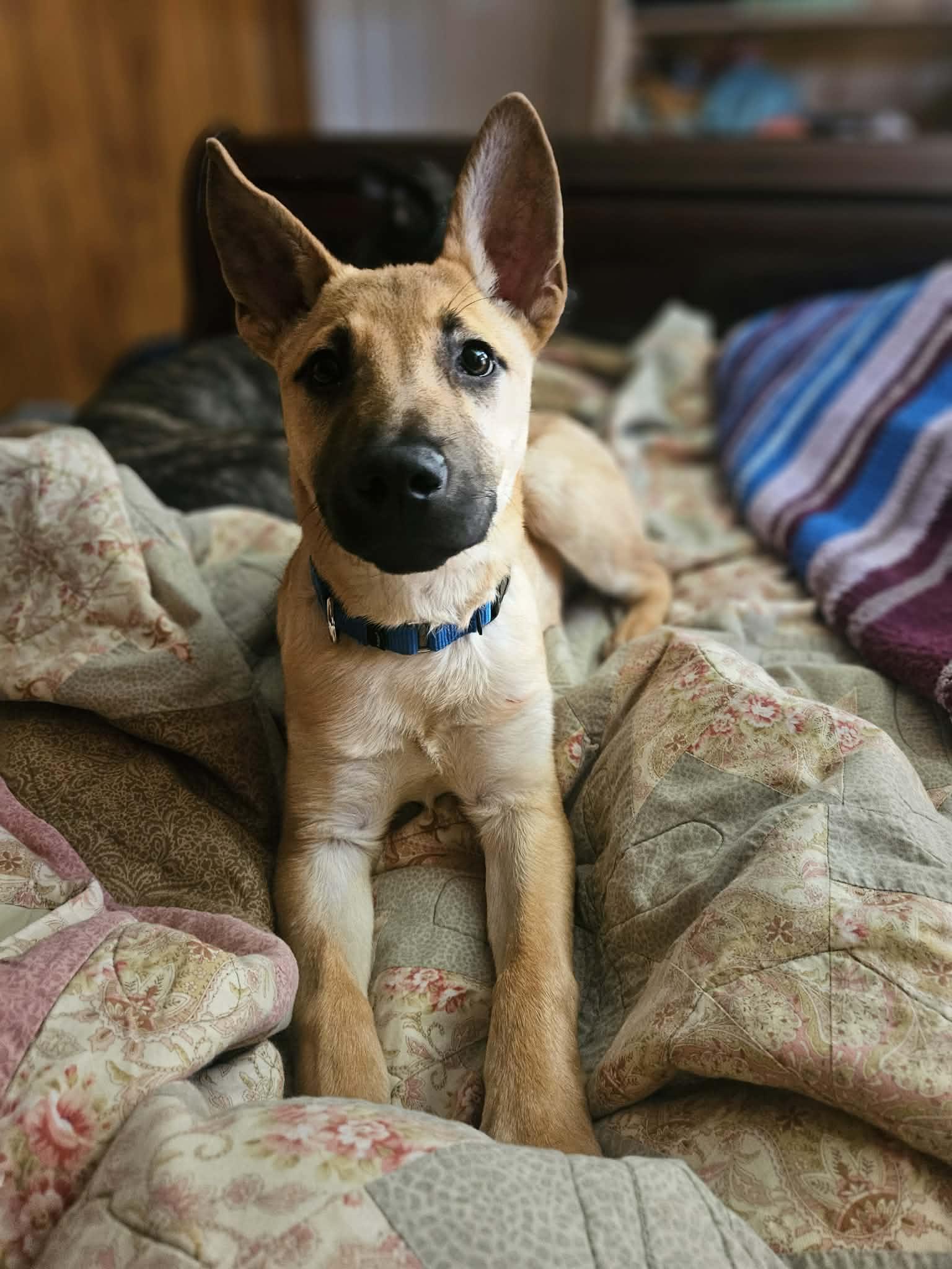 Enlarge Chocolate, a ADOPTABLE mixed breed in Woolwich, ME image 6/6