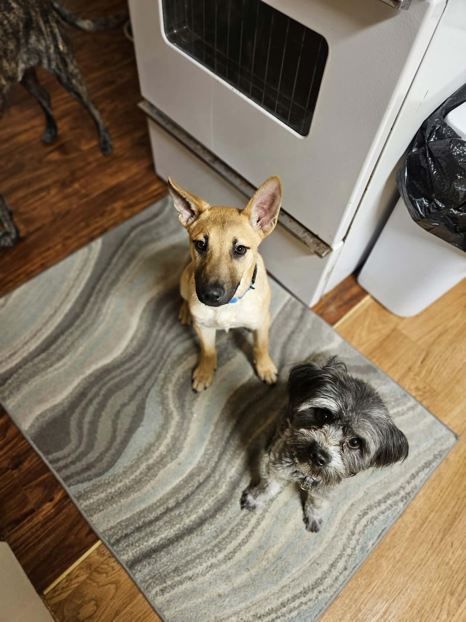 Enlarge Chocolate, a ADOPTABLE mixed breed in Woolwich, ME image 3/6