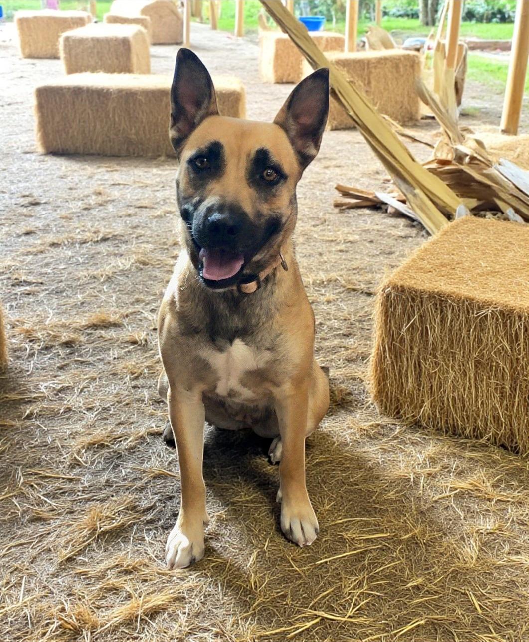 Enlarge Peachez, a Adoptable mixed breed image 1/1