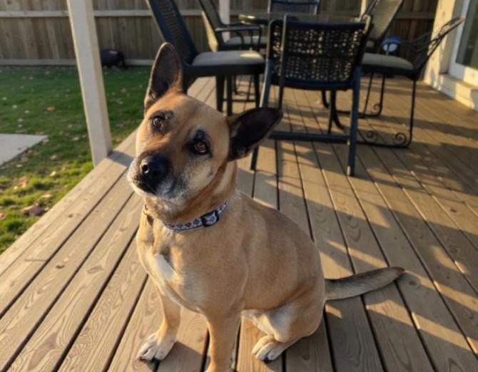 Enlarge Peachez, a Adoptable mixed breed in Carson City, NV image 1/2