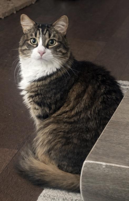 Enlarge Tiger, a ADOPTABLE Domestic Long Hair in Easley, SC image 1/4