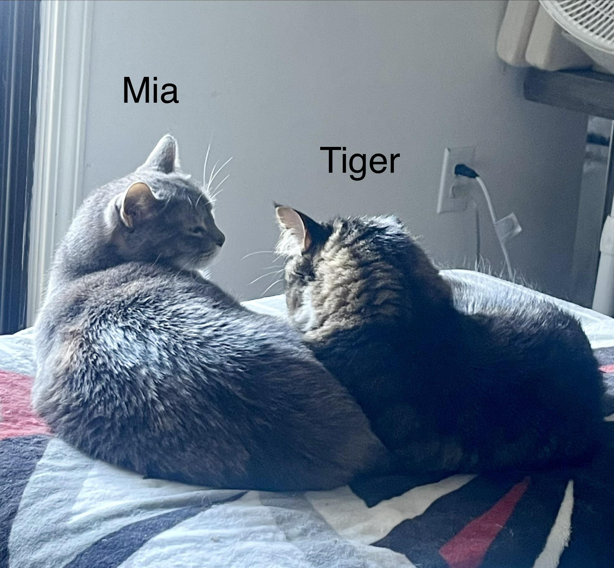 Enlarge Tiger, a ADOPTABLE Domestic Long Hair in Easley, SC image 4/4