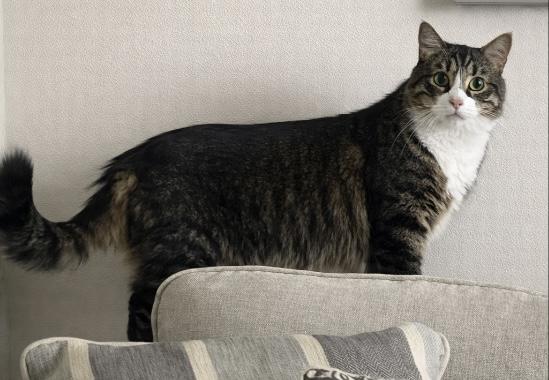 Enlarge Tiger, a ADOPTABLE Domestic Long Hair in Easley, SC image 3/4