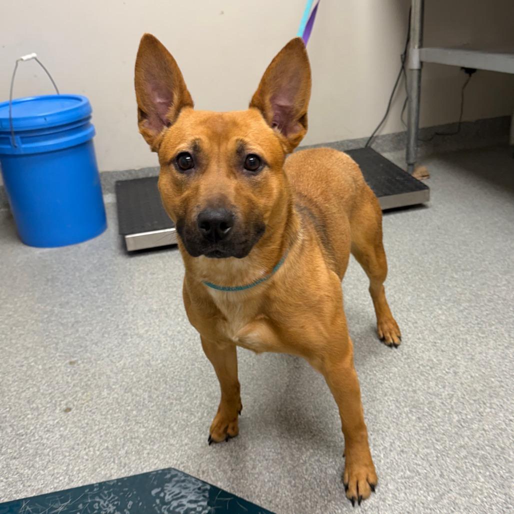 Venti, Adoptable, Adult Female Mixed Breed.