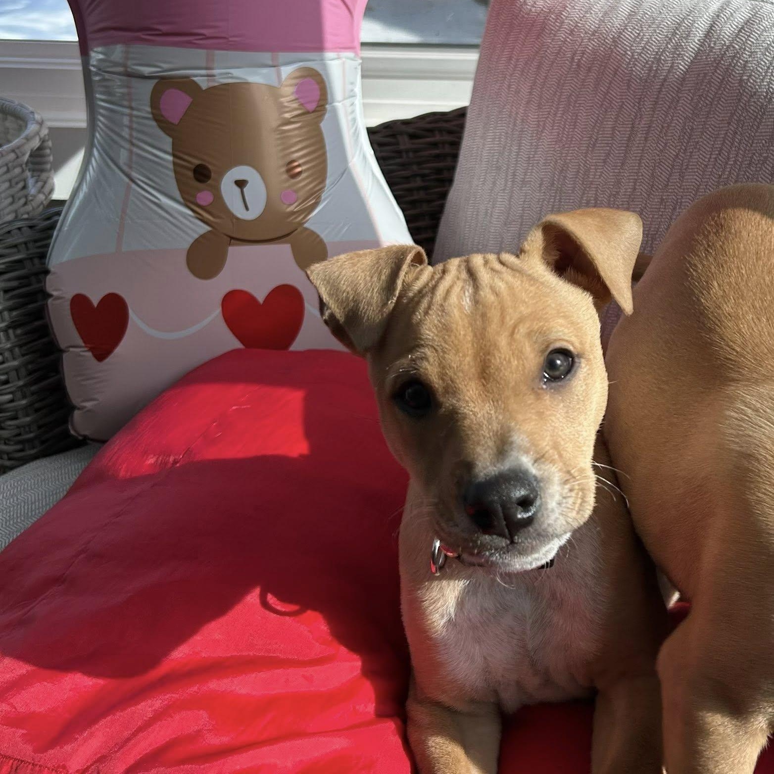 Enlarge Honey, a ADOPTABLE mixed breed in Riverdale, NJ image 1/6