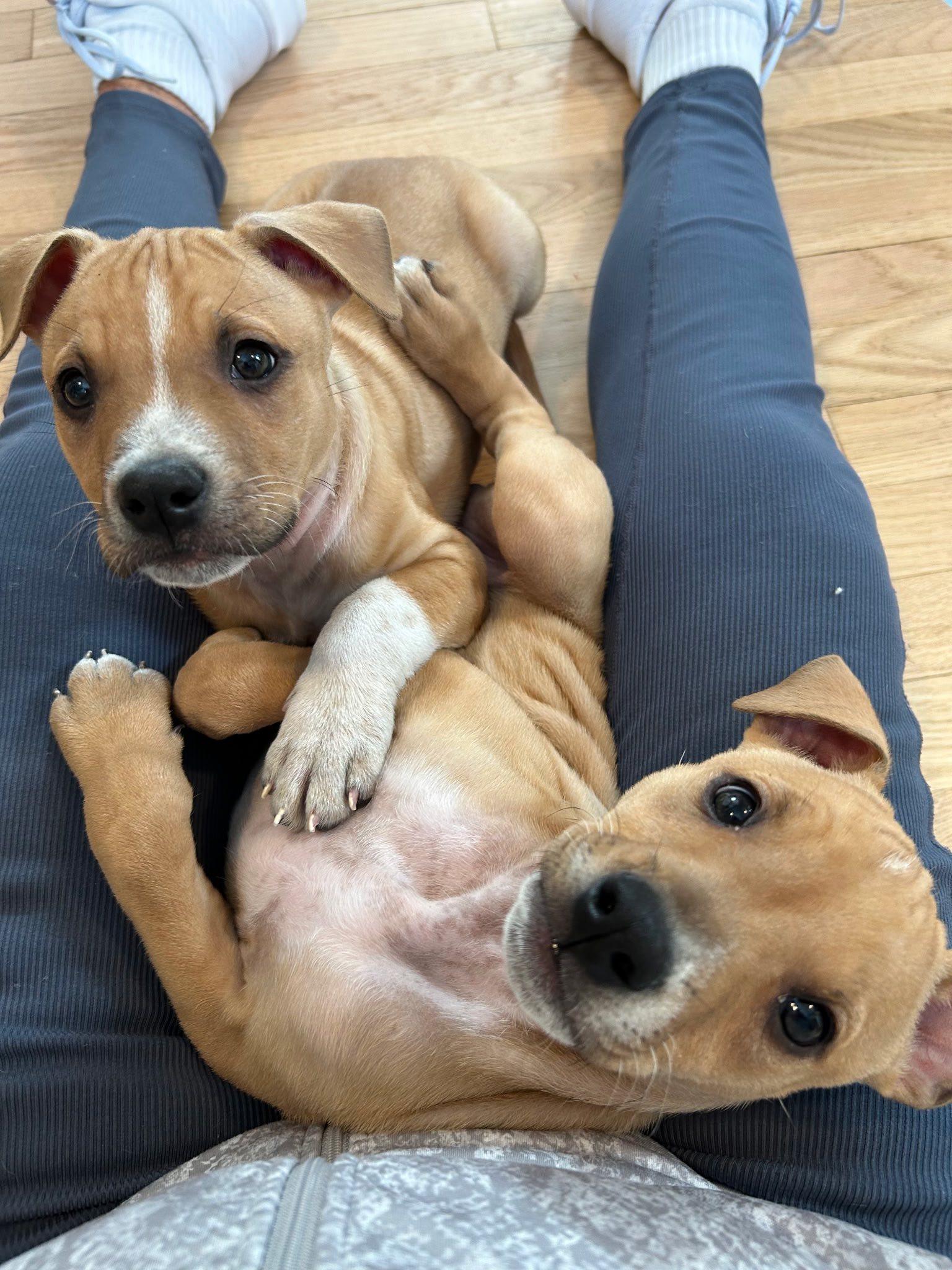 Enlarge Honey, a ADOPTABLE mixed breed in Riverdale, NJ image 6/6