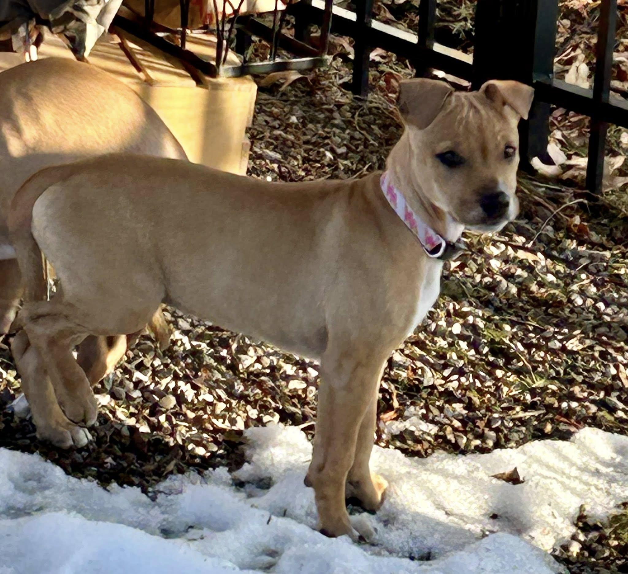 Honey, ADOPTABLE, Puppy Female Mixed Breed.