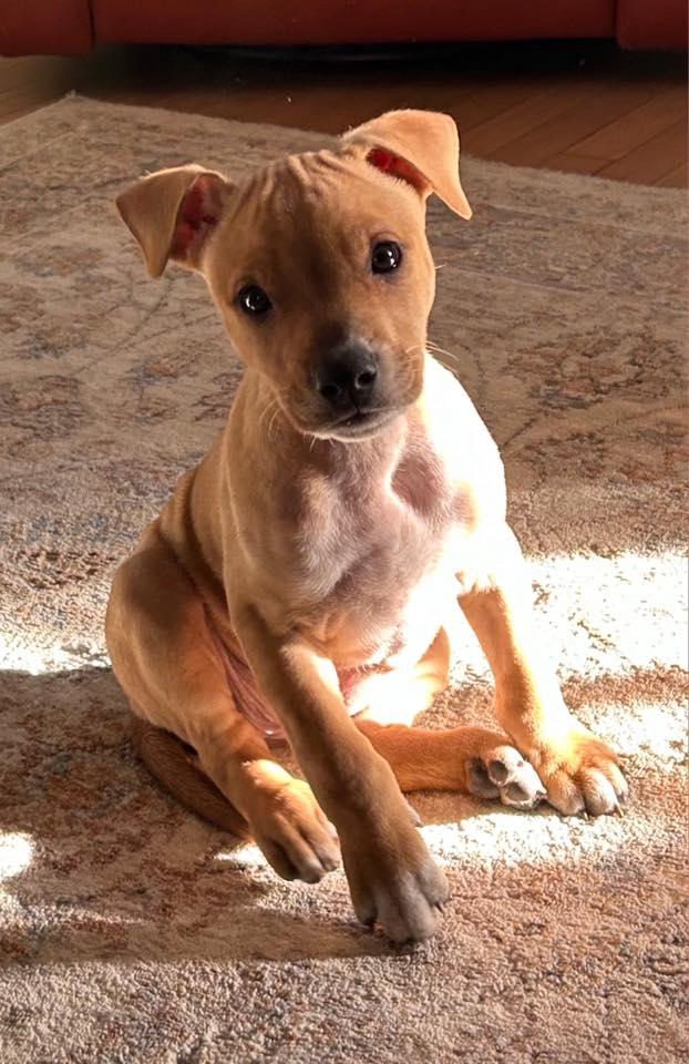 Enlarge Honey, a ADOPTABLE mixed breed in Riverdale, NJ image 2/6