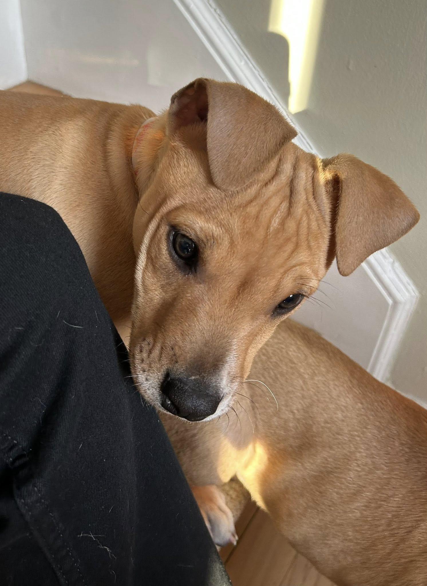 Enlarge Honey, a ADOPTABLE mixed breed in Riverdale, NJ image 6/6