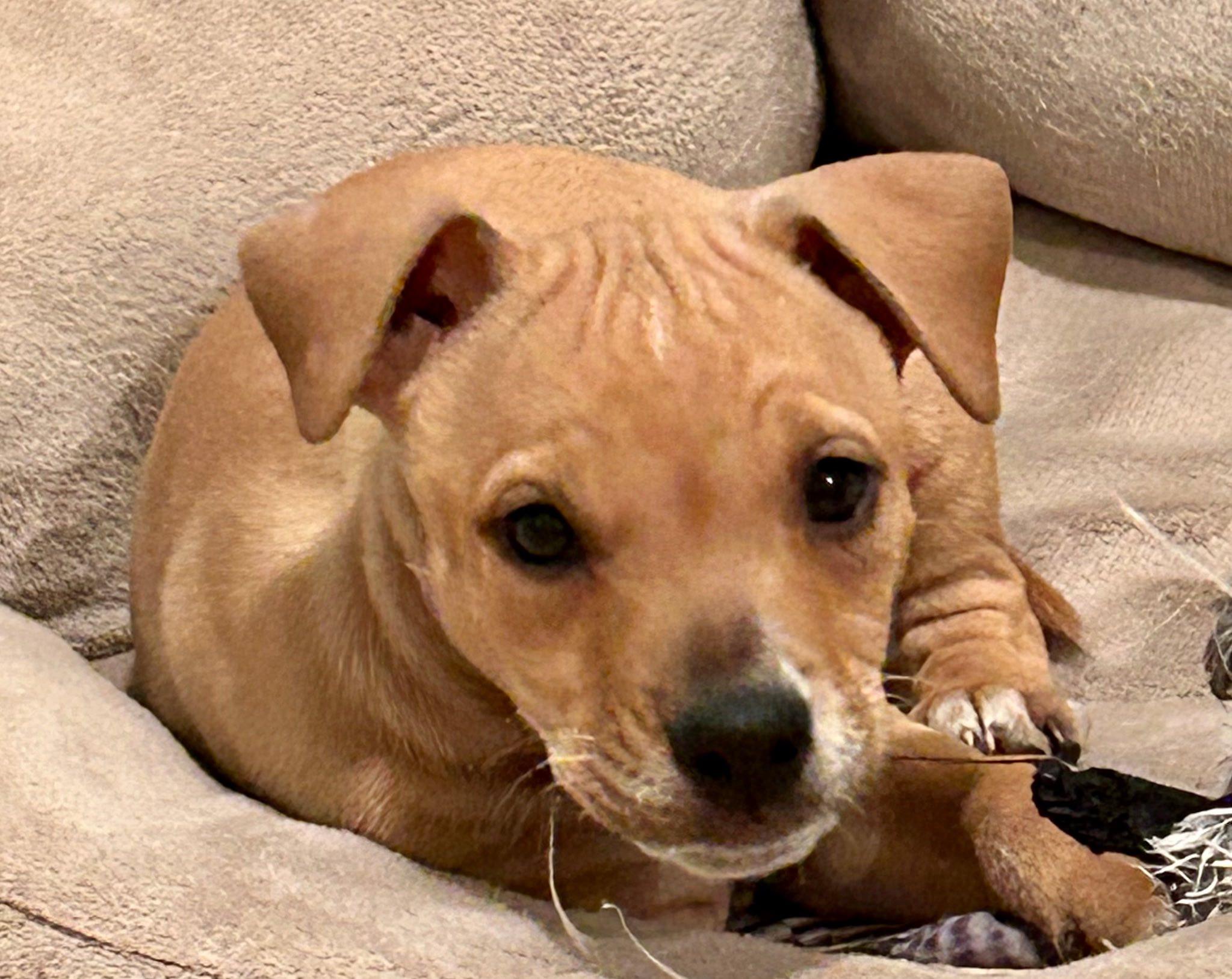 Enlarge Honey, a ADOPTABLE mixed breed in Riverdale, NJ image 5/6