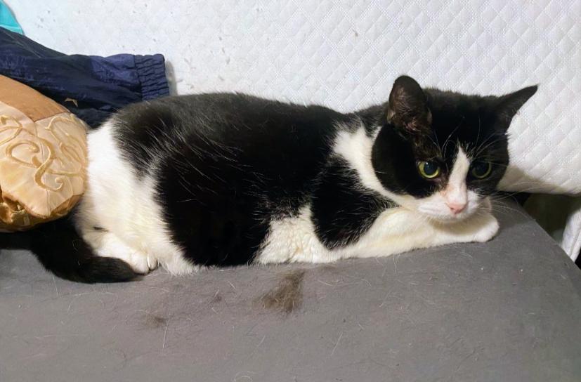 Enlarge Emma, a ADOPTABLE Tuxedo in St. Louis, MO image 2/2