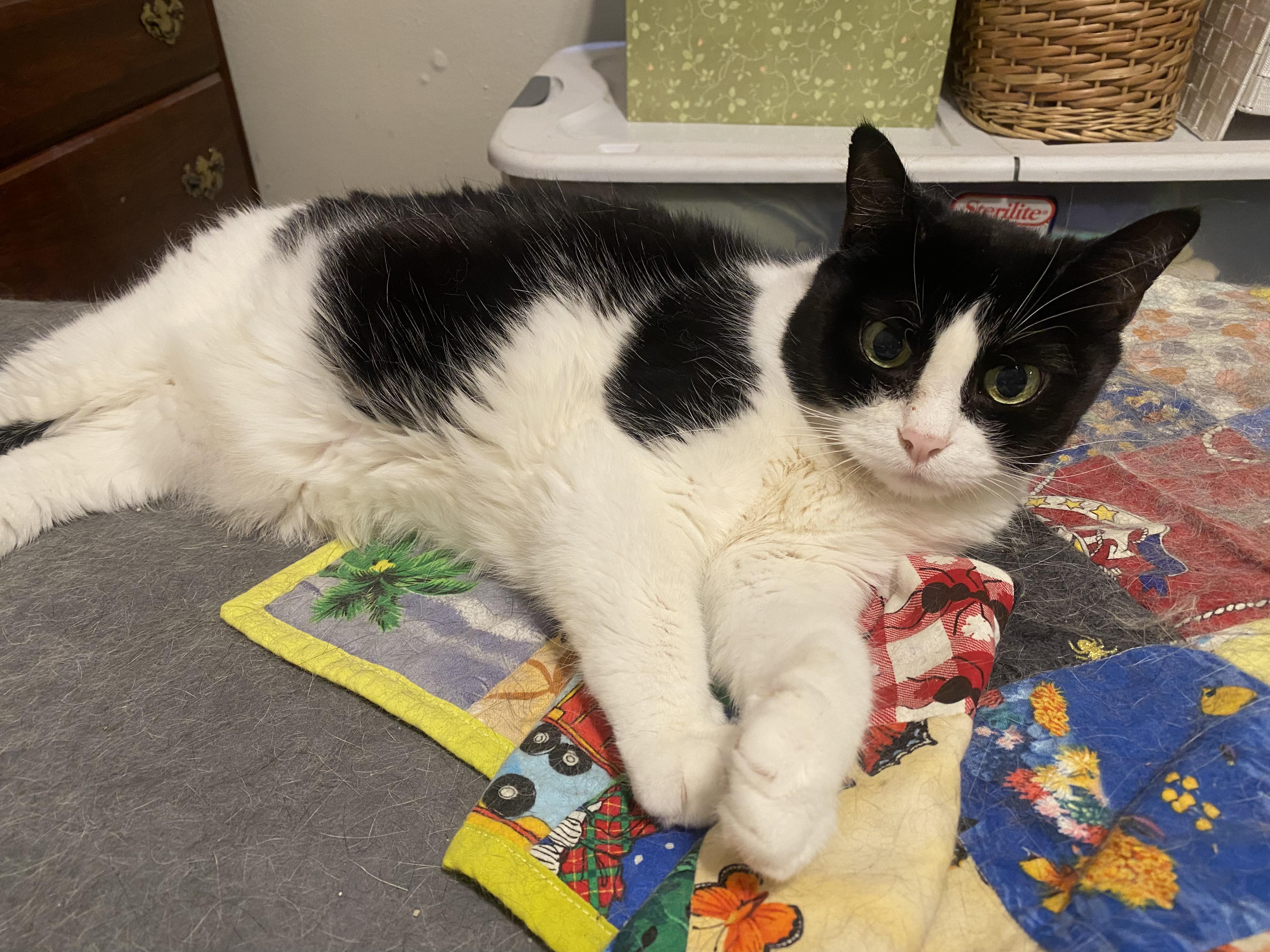 Enlarge Emma, a ADOPTABLE Tuxedo in St. Louis, MO image 1/2