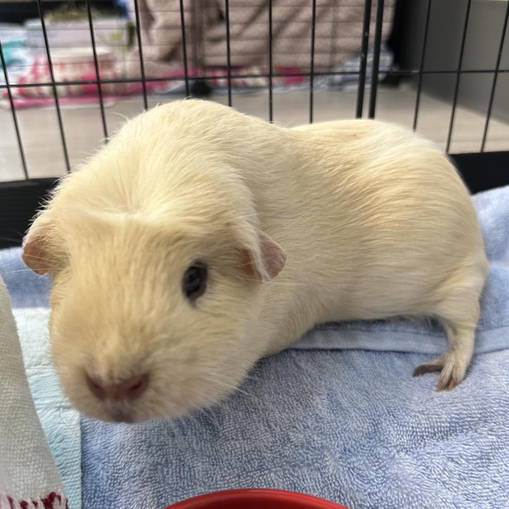 Enlarge Daisy, a Adoptable Guinea Pig in Fairport, NY image 1/4