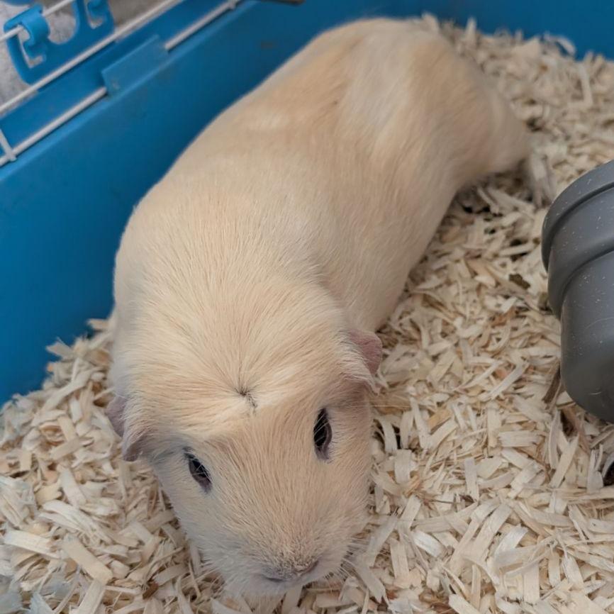 Enlarge Daisy, a Adoptable Guinea Pig in Fairport, NY image 2/4