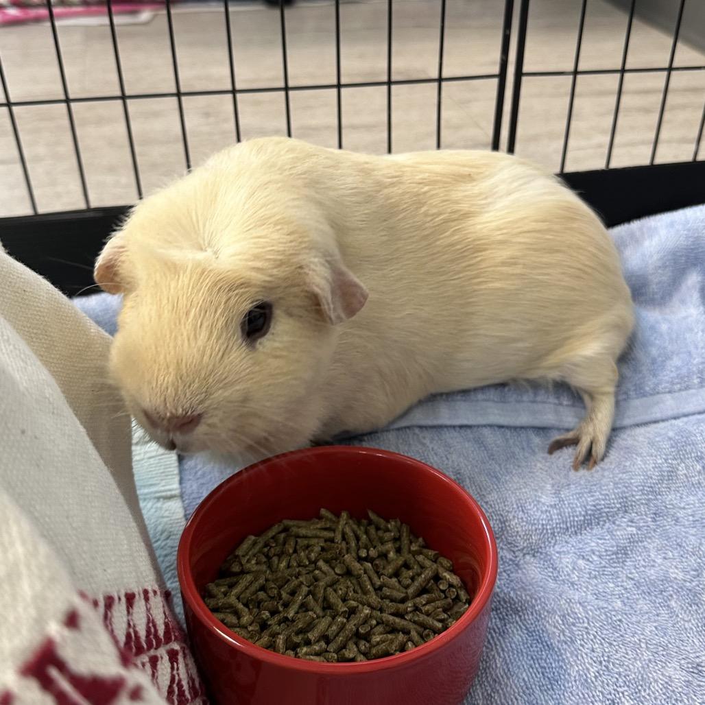 Enlarge Daisy, a Adoptable Guinea Pig in Fairport, NY image 3/4