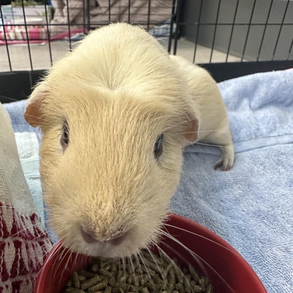 Enlarge Daisy, a Adoptable Guinea Pig in Fairport, NY image 4/4