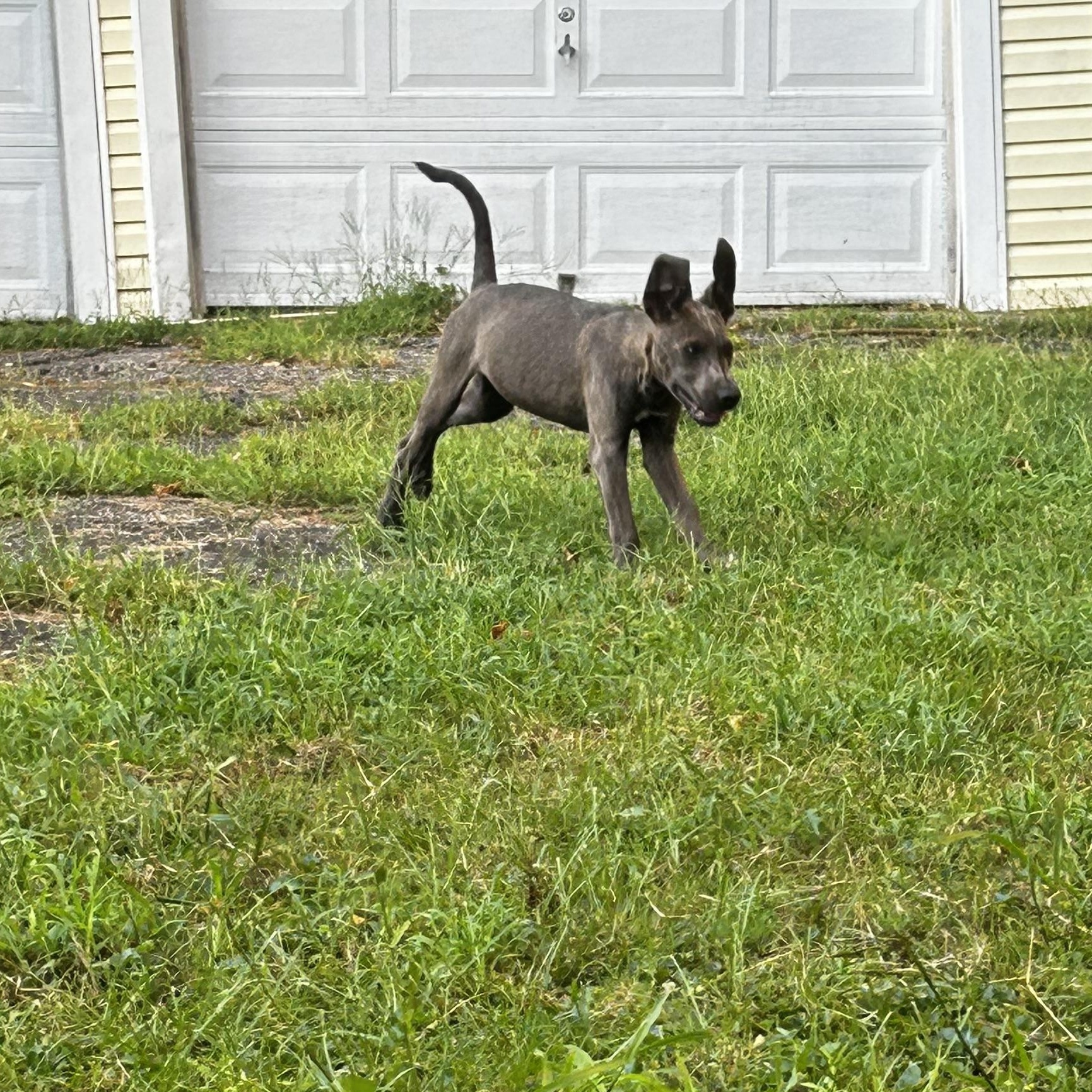 Enlarge Peter, a Adoptable mixed breed in Louisville, KY image 3/6