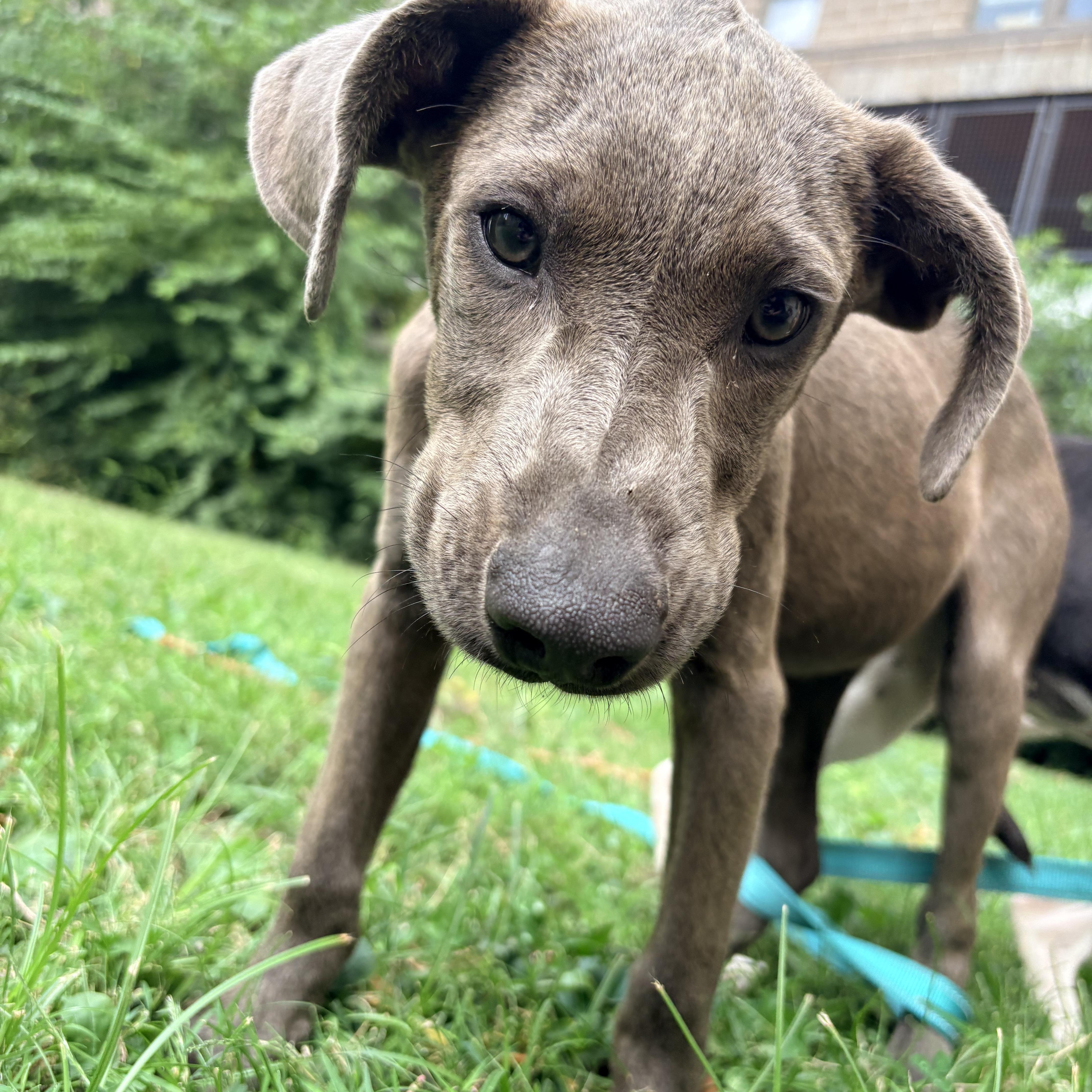 Enlarge Peter, a Adoptable mixed breed in Louisville, KY image 2/6