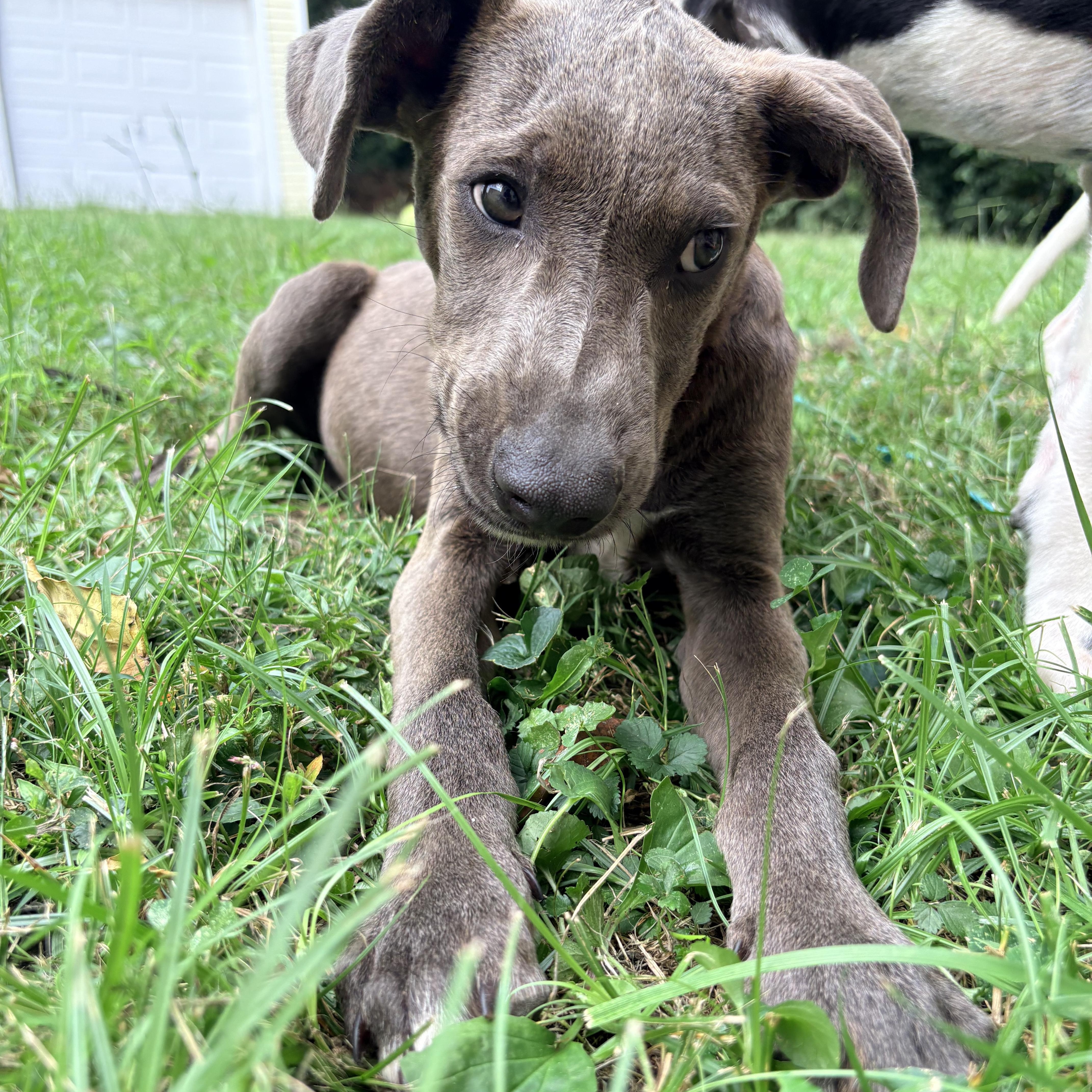 Enlarge Peter, a Adoptable mixed breed in Louisville, KY image 1/6