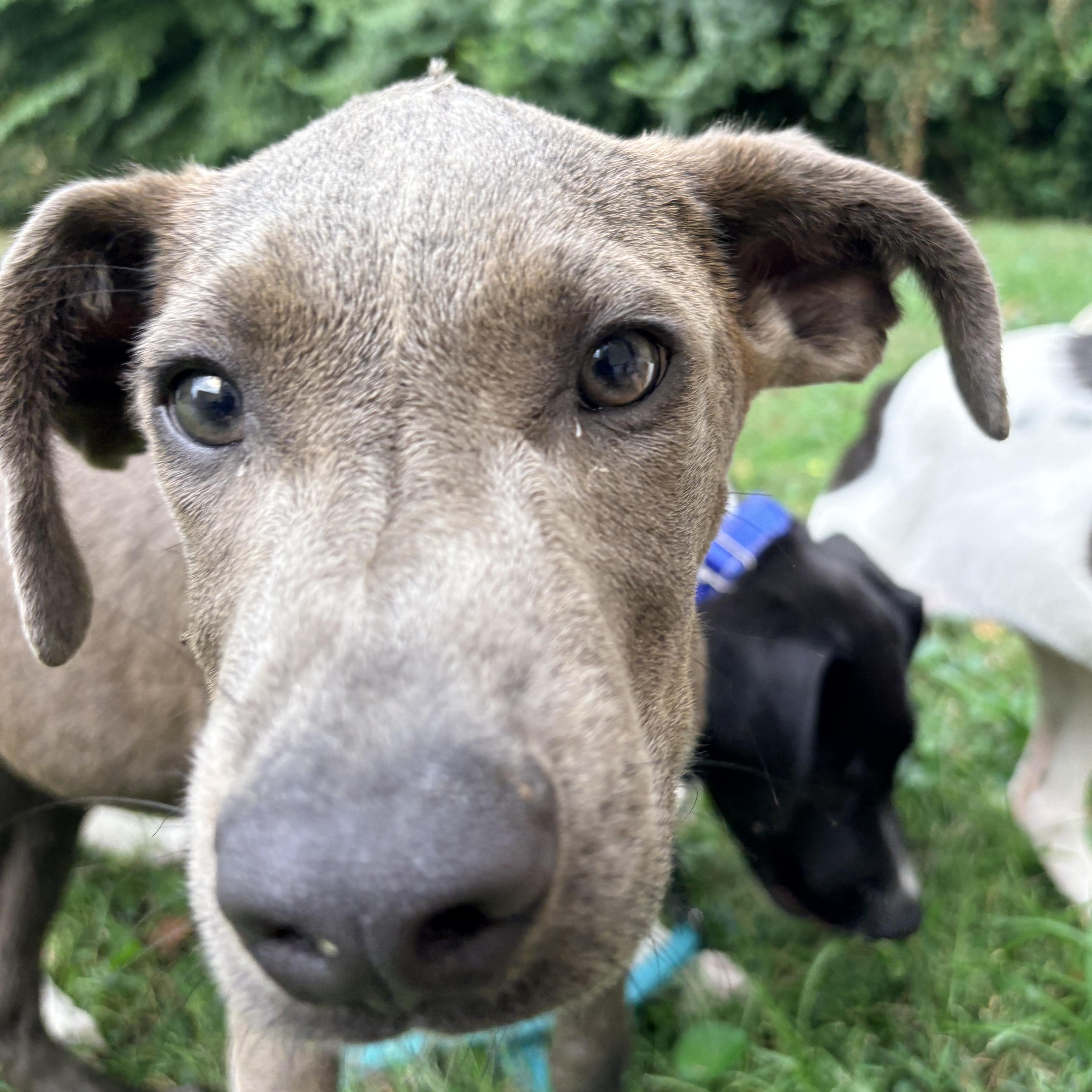 Enlarge Peter, a Adoptable mixed breed in Louisville, KY image 4/6