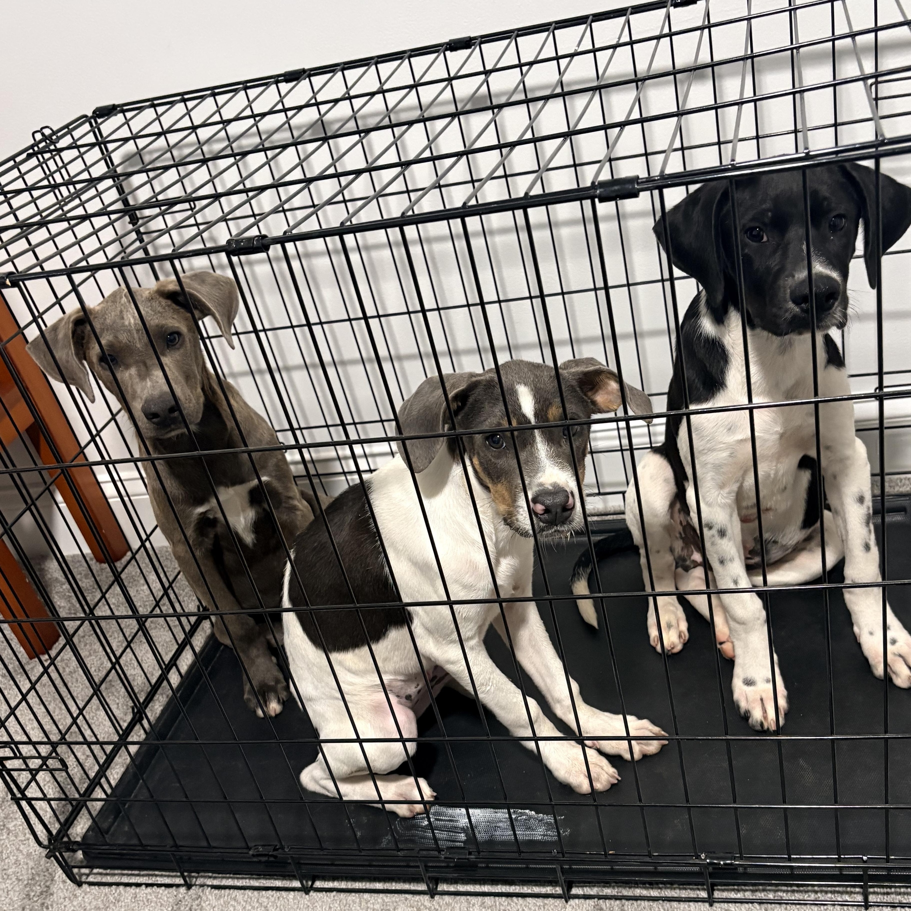 Enlarge Peter, a Adoptable mixed breed in Louisville, KY image 5/6