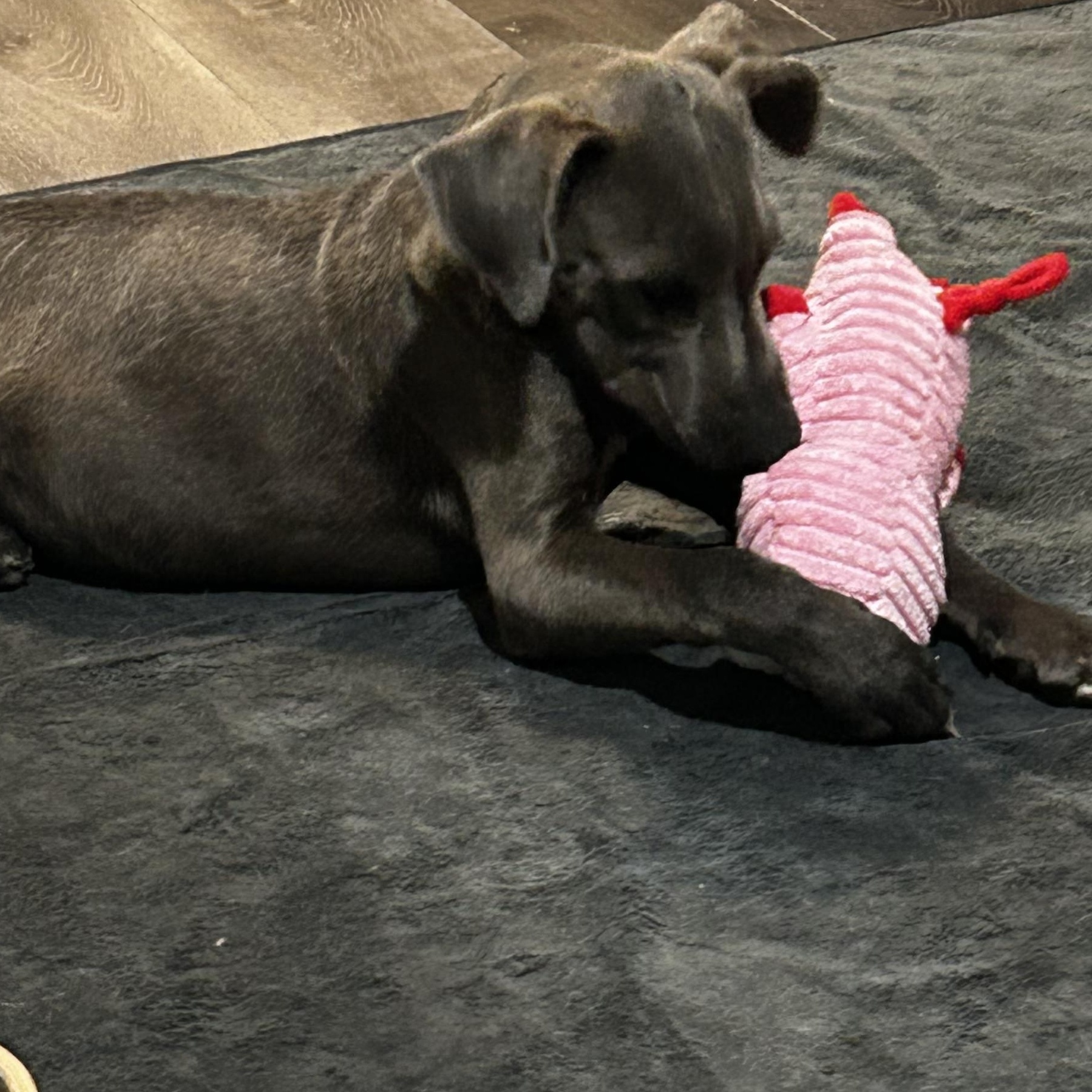 Enlarge Peter, a Adoptable mixed breed in Louisville, KY image 6/6
