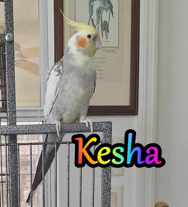 Kesha, Adoptable, Adult Male Cockatiel.