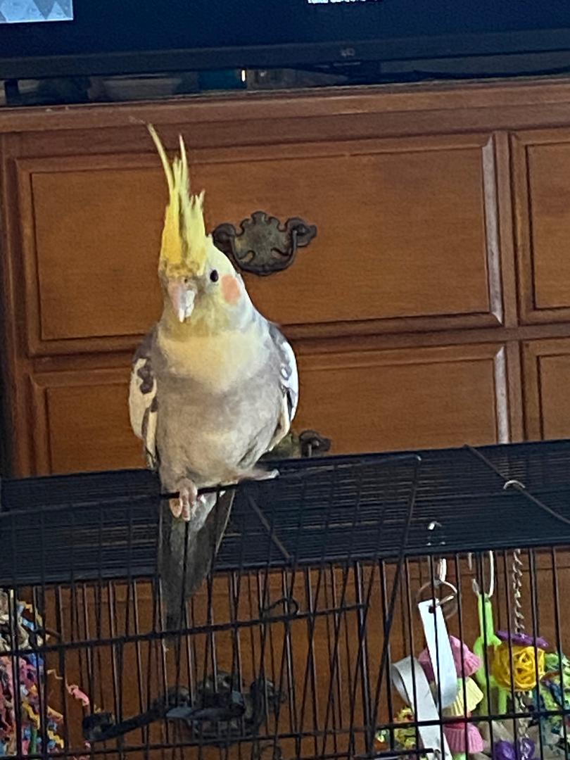 Enlarge Kesha, a Adoptable Cockatiel in The Villages, FL image 3/5