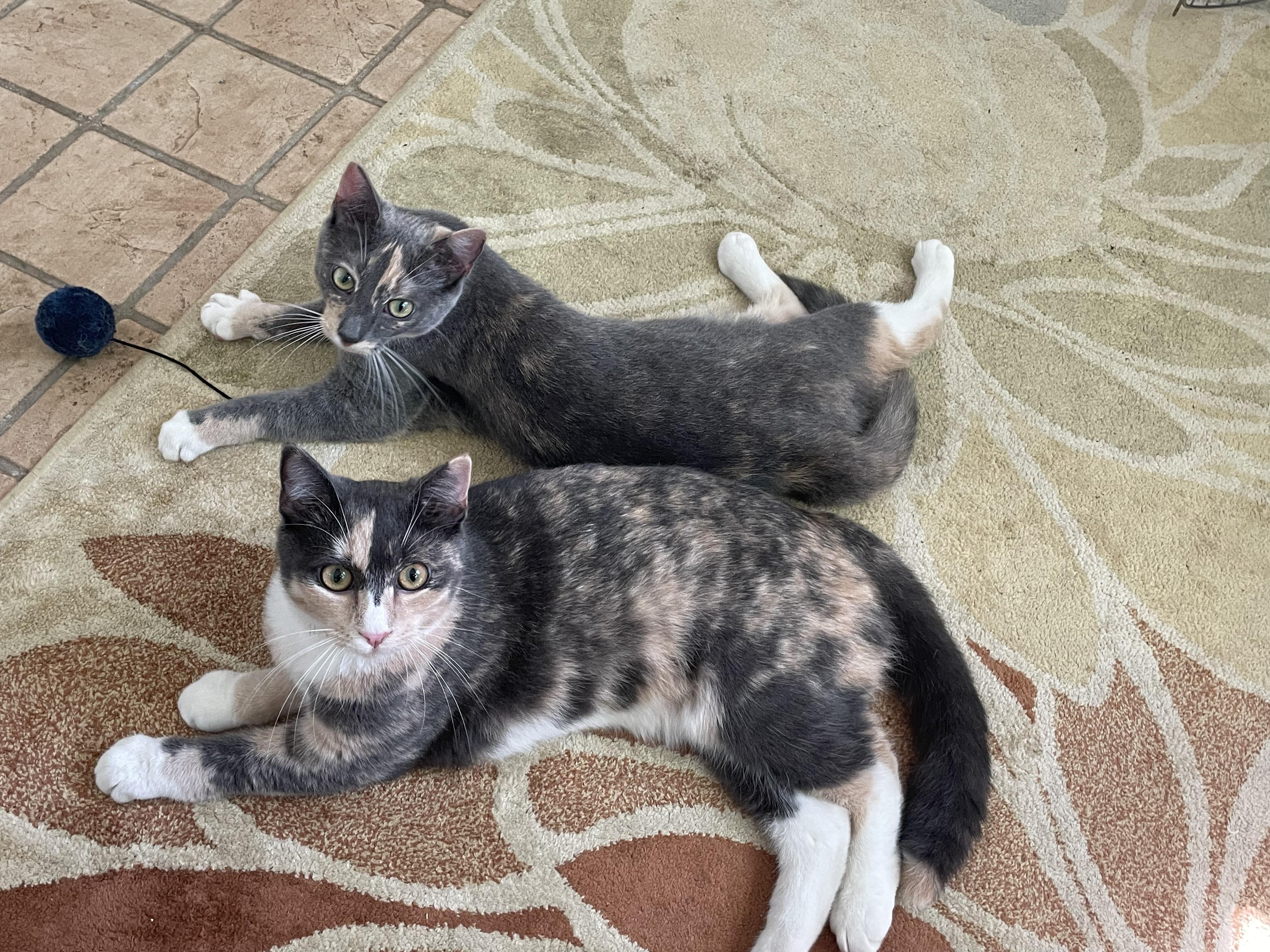 Ravioli & Tortellini - Hi, We're LOCAL -, Adopted, Young Female Domestic Short Hair.