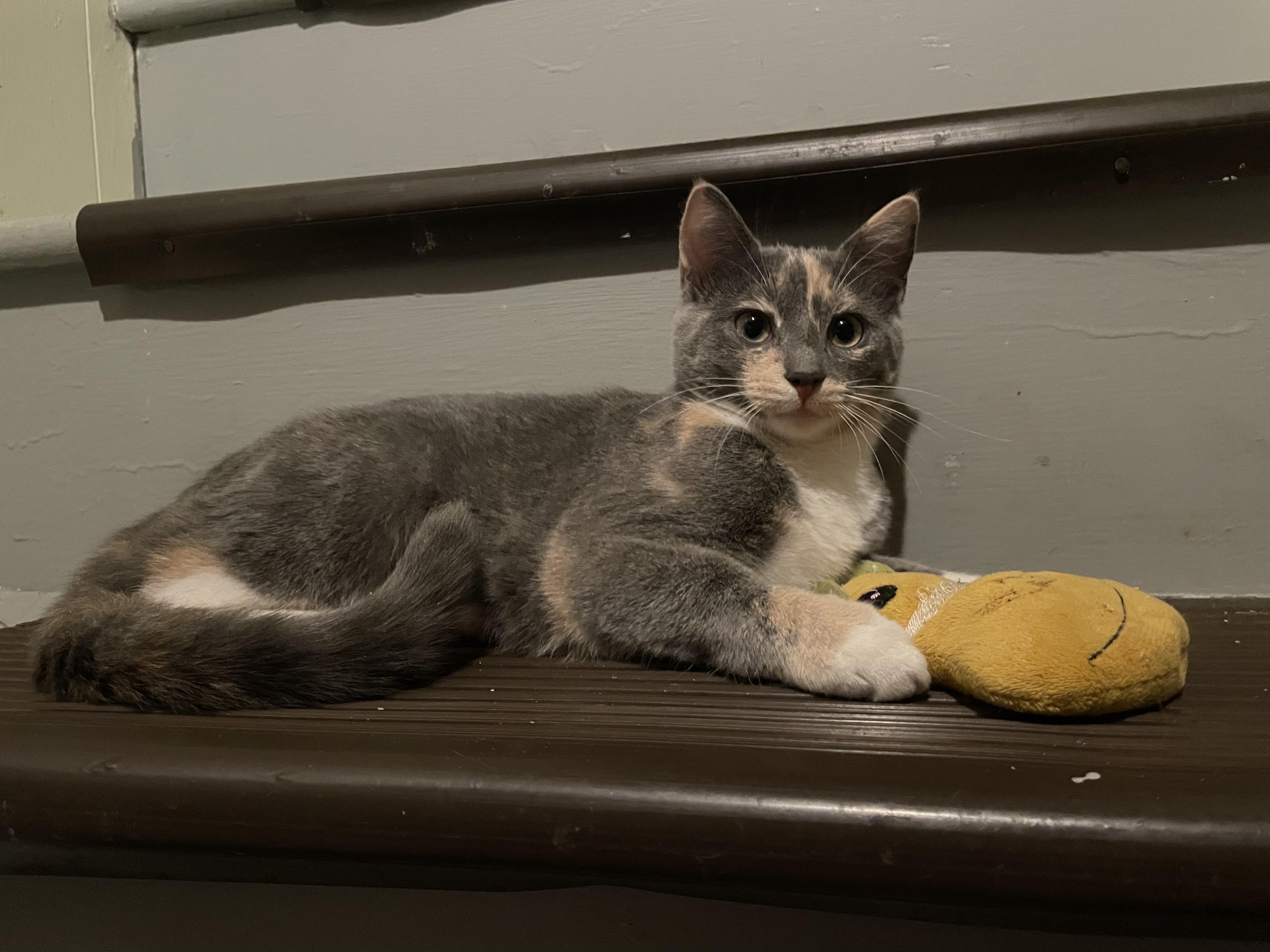 Enlarge Ravioli & Tortellini - Hi, We're LOCAL -, a Adopted Domestic Short Hair in West Warwick, RI image 3/4