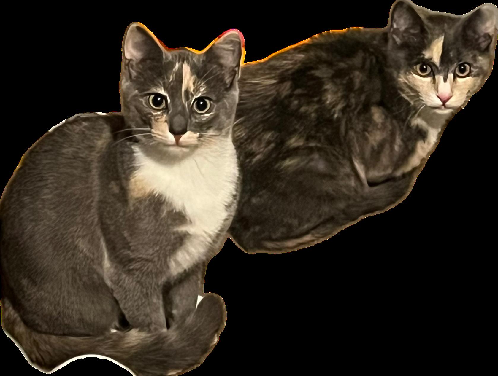 Enlarge Ravioli & Tortellini - Hi, We're LOCAL -, a Adopted Domestic Short Hair in West Warwick, RI image 4/4