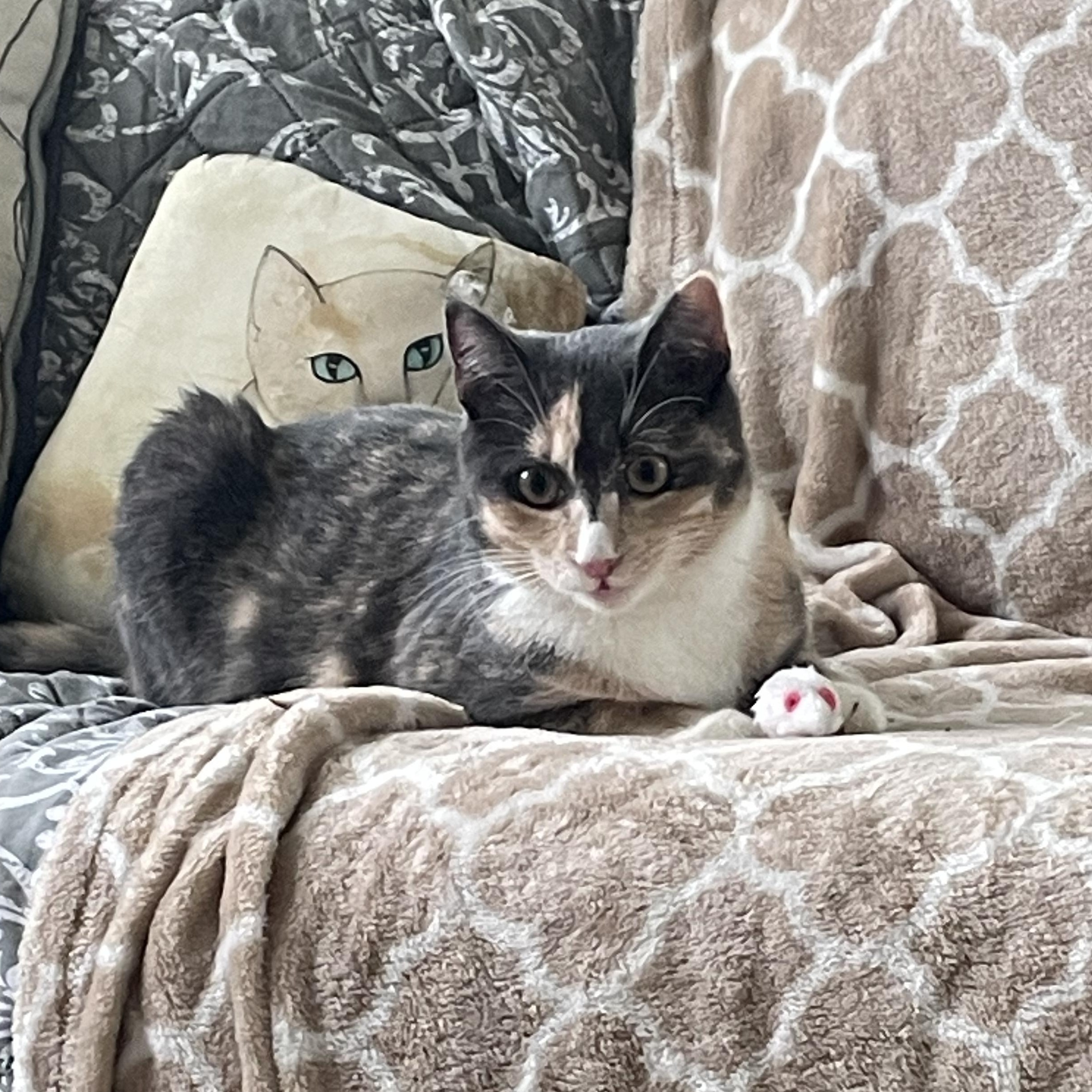 Enlarge Ravioli & Tortellini - Hi, We're LOCAL -, a Adopted Domestic Short Hair in West Warwick, RI image 2/4