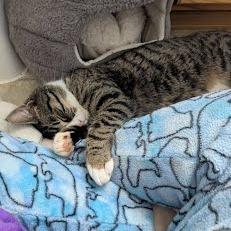 Skarsgard, Adoptable, Young Male Domestic Short Hair.