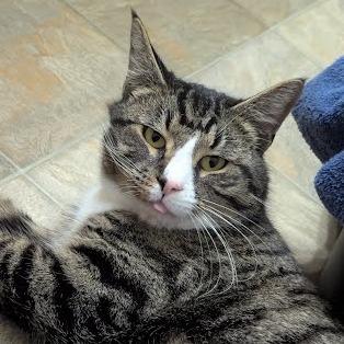 Skarsgard, a Adoptable Domestic Short Hair in Allyn, WA image 2/2
