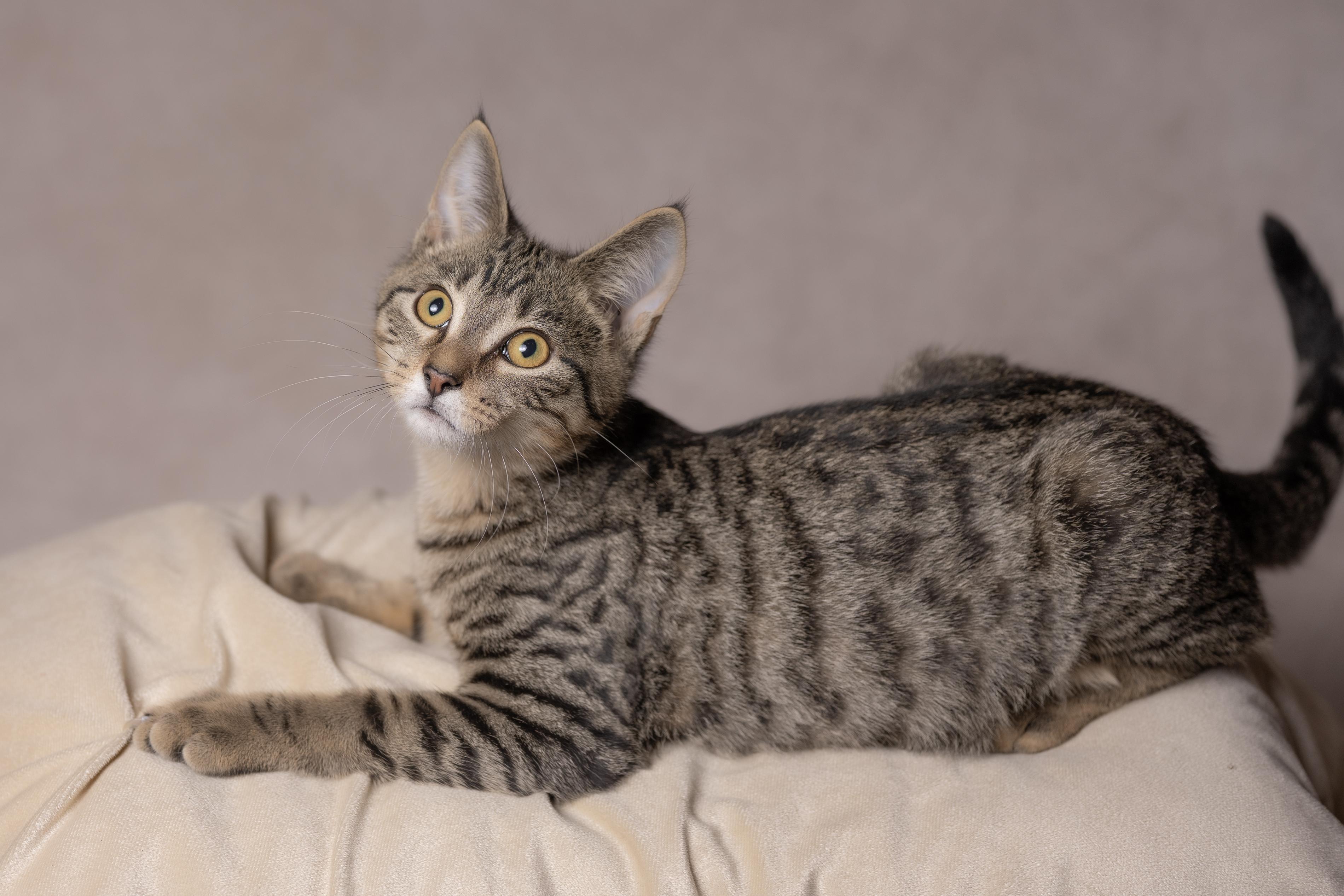 Chunk, Adoptable, Young Male Tabby.