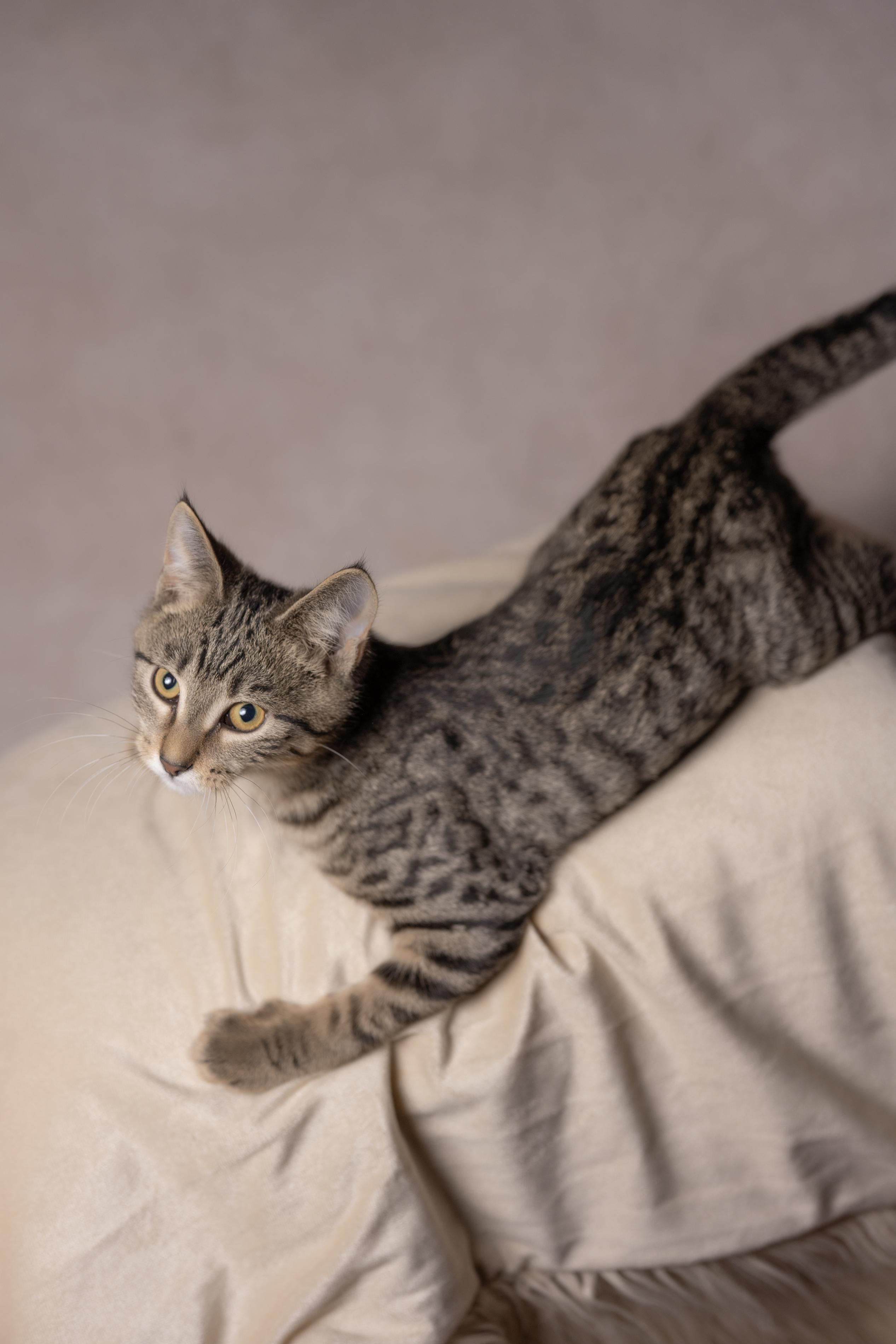 Enlarge Chunk, a Adoptable Tabby in Muncie, IN image 2/2