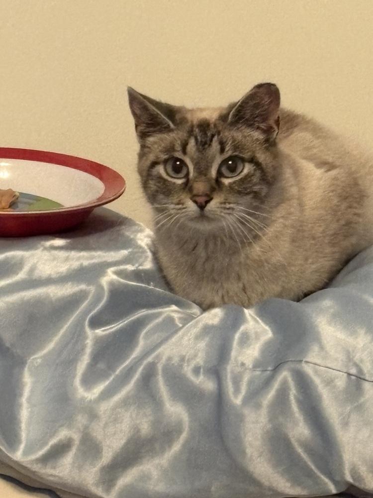 Matilda, a Adoptable Siamese in Springdale, PA image 1/5
