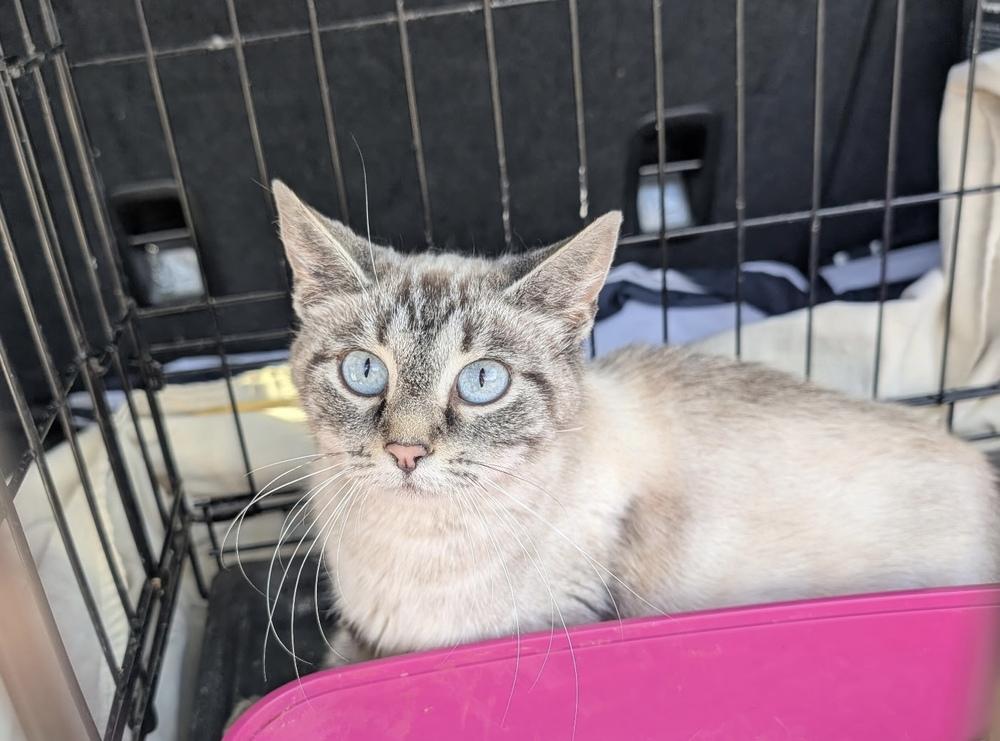 Matilda, a Adoptable Siamese in Springdale, PA image 3/5