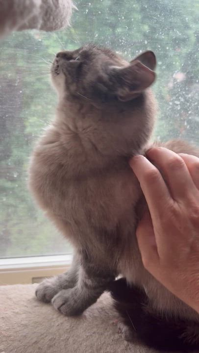 Enlarge Matilda, a Adoptable Siamese in Springdale, PA video 4/5