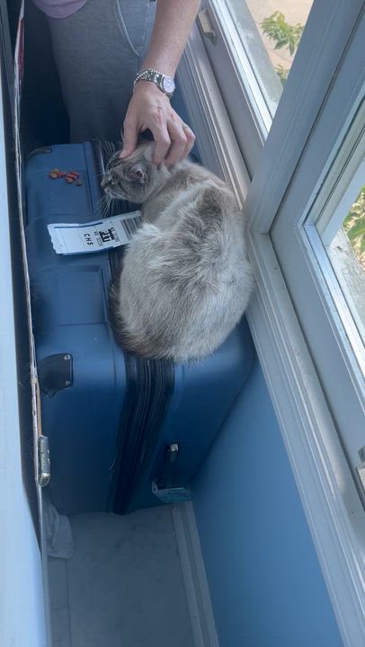 Enlarge Matilda, a Adoptable Siamese in Springdale, PA video 5/5