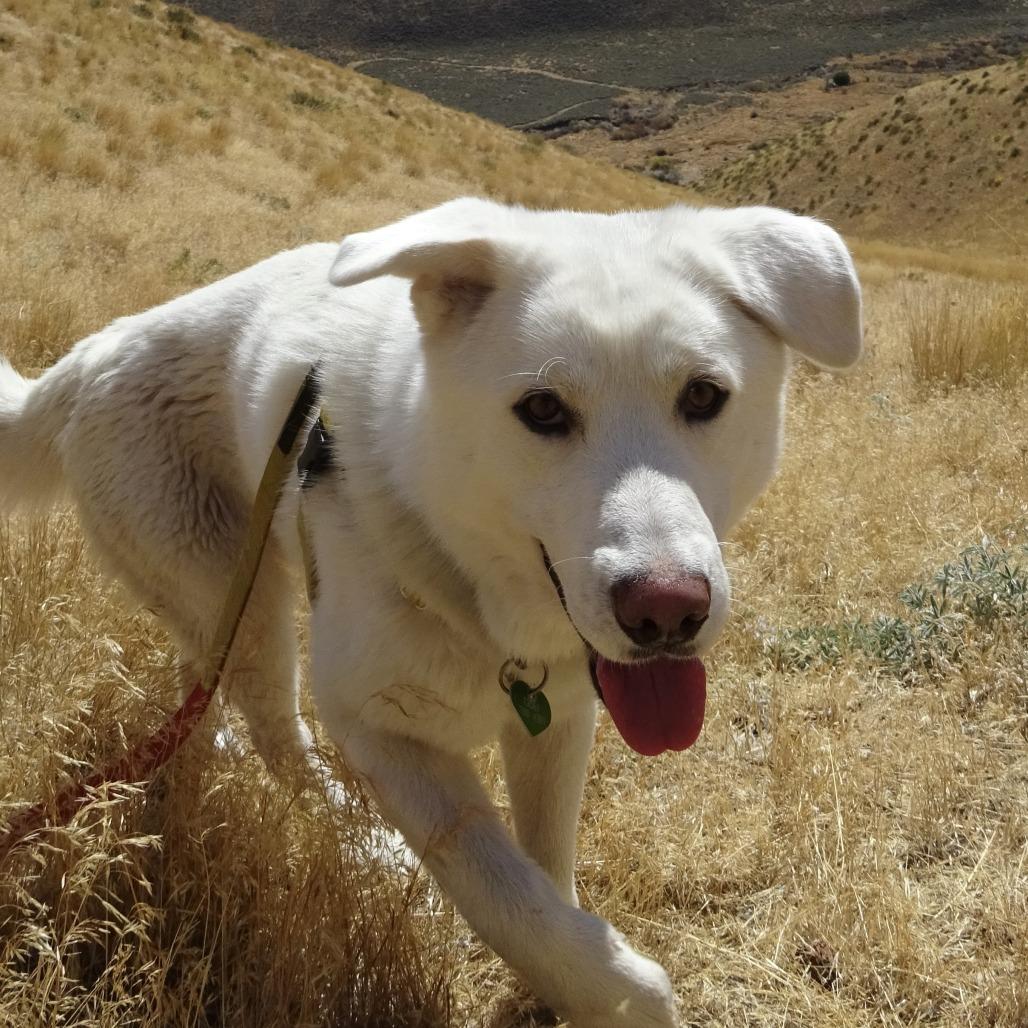 Puff, Adoptable, Adult Male Mixed Breed.